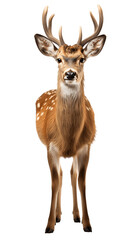 Graceful Deer Standing Still Isolated on Transparent or White Background, PNG
