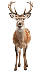 Forest Deer in Natural Stance Isolated on Transparent or White Background, PNG