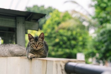 Wonderful cat sitting outdoor on a wall. Close up of cat sitting