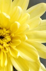yellow chrysanthemum flower