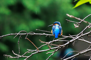 kingfisher on branch