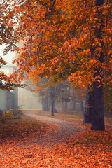 Poranek jesienny w parku, krajobraz