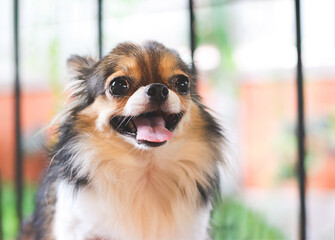 cute Long hair Chihuahua dog  with black white and brown color sitting  on the wooden garden bench, looking away and  smiling happily with her tongue out.