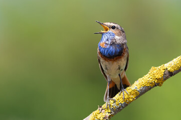 Bluethroat, Luscinia svecica. A singing bird sits on a beautiful branch