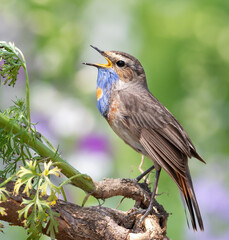 Bluethroat, Luscinia svecica. A bird sits on a branch and sings