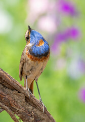 Bluethroat, Luscinia svecica. A bird sits on a branch and looks up