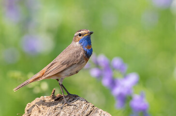 Bluethroat, Luscinia svecica. A male bird sitting on a stump against a beautiful background