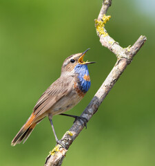 Bluethroat, Luscinia svecica. A male bird sings sitting on a branch against a beautiful background