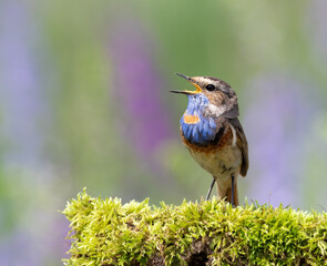 Bluethroat, Luscinia svecica. A singing bird sits on a beautiful branch