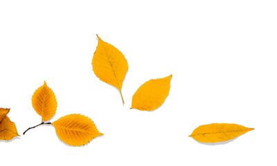 Multi-colored autumn leaves on a branch isolated on a white background.