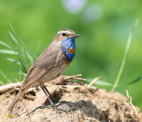 Bluethroat, Luscinia svecica. A bird sits on the ground