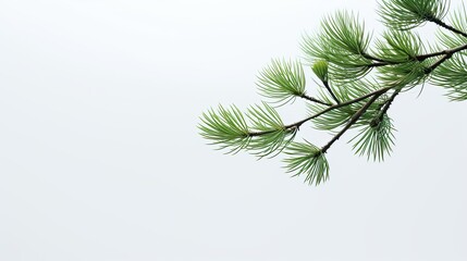 Obraz premium A beautiful image showing two branches of a pine tree on a white background, ideal for nature and Christmas. Generative AI