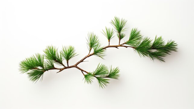 A beautiful image showing two branches of a pine tree on a white background, ideal for nature and Christmas. Generative AI