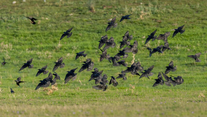 black and white birds