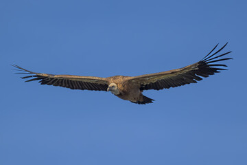 Buitre leonado en la Sierra de Guadarrama