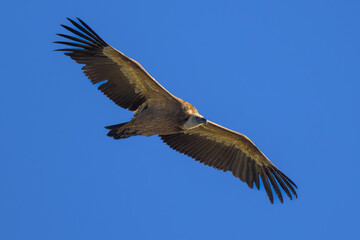 Buitre leonado en la Sierra de Guadarrama