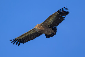 Buitre leonado en la Sierra de Guadarrama