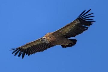 Buitre leonado en la Sierra de Guadarrama