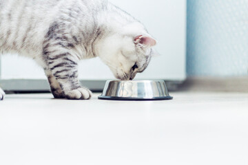 Beautiful grey british feline cat eating on a metal bowl. Cute domestic animal..