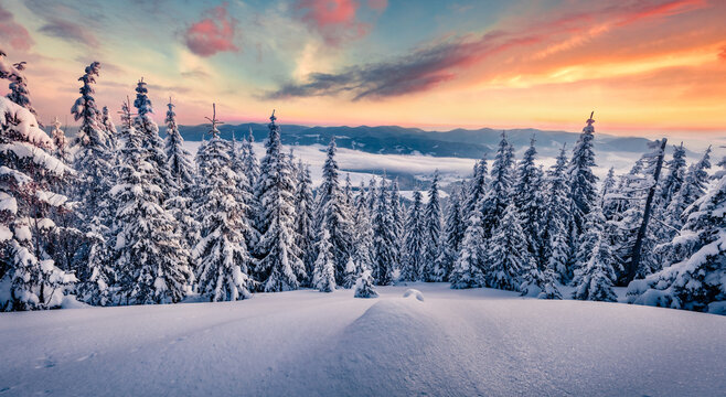 Christmas postcard. Frosty outdoor scene of mountain valley. Fir trees covered by fresh snow in Carpathian mountains. Attractive sunrise in the forest.