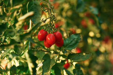 Fresh vegetables. Close up view of tomatoes on the farm