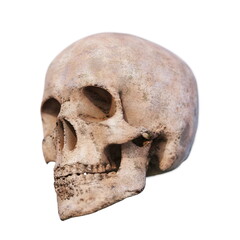 Skull on White 3d illustration