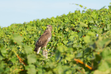hawk is resting in a vineyard