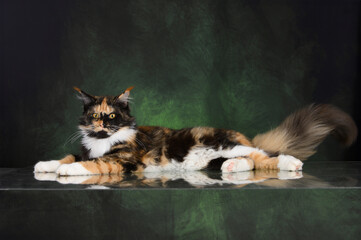 beautiful calico maine coon cat lying on green studio background - obrazy, fototapety, plakaty