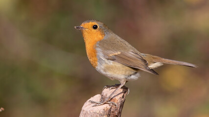 European Robin
