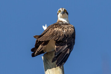 Osprey, Pandion haliaetus