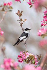 Collared Flycatcher, Ficedula albicollis