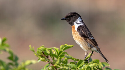 European Stonechat, Saxicola rubicola