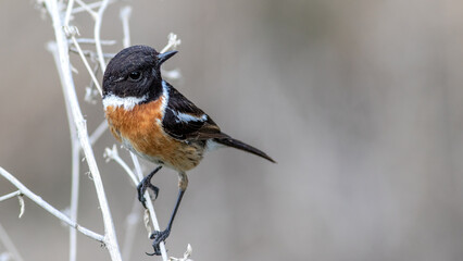 European Stonechat, Saxicola rubicola