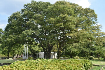 前橋公園　周辺の風景