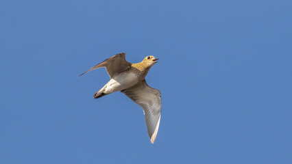 European Golden Plover, Pluvialis apricaria