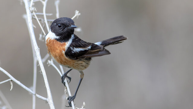 European Stonechat, Saxicola rubicola