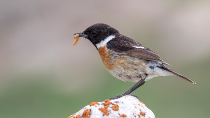 European Stonechat, Saxicola rubicola