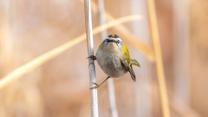 Common Firecrest, Regulus ignicapilla
