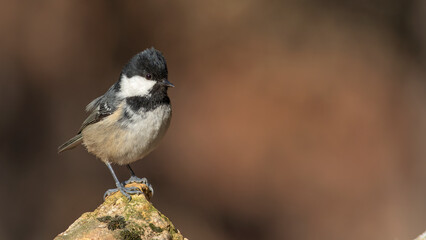 Coal Tit, Periparus ater