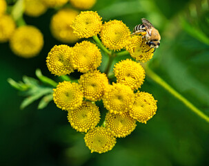 Yellow inflorescences of a ruderal plant called Tansy commonly found in wasteland in the city of Białystok in Podlasie, Poland.