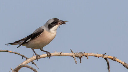 Lesser Grey Shrike, Lanius minor