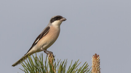 Lesser Grey Shrike, Lanius minor