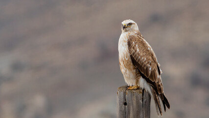 Long-legged Buzzard, Buteo rufinus