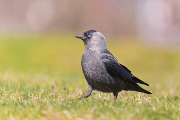 A western jackdaw is walking on the meadow. Coloeus monedula. Closeup portrait of a black bird. 