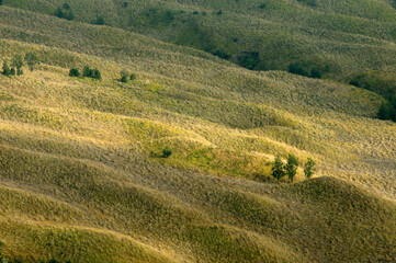 Fototapeta na wymiar View of meadow on mountain slope in Bromo Tengger National Park, East Java, Indonesia.