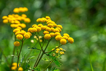 Yellow inflorescences of a ruderal plant called Tansy commonly found in wasteland in the city of Białystok in Podlasie, Poland.