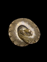 snake on black