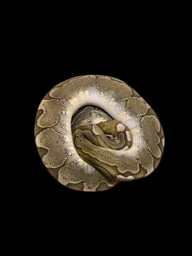 snake on black