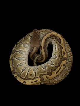 close up of a snake