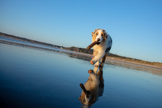 Perro cachorro Pastor Australiano en la playa corriendo  con un palito en la boca con su reflejo en la arena mojada